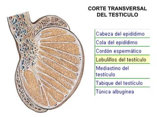 CORTE TRANSVERSAL
DEL TESTICULO

 
