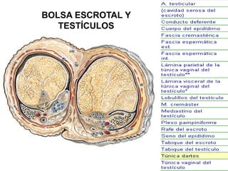 BOLSA ESCROTAL Y
TESTÍCULOS

 