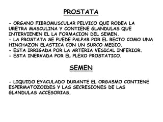 PROSTATA
- ORGANO FIBROMUSCULAR PELVICO QUE RODEA LA
URETRA MASCULINA Y CONTIENE GLANDULAS QUE
INTERVIENEN EL LA FORMACION DEL SEMEN.
- LA PROSTATA SE PUEDE PALPAR POR EL RECTO COMO UNA
HINCHAZON ELASTICA CON UN SURCO MEDIO.
- ESTA IRRIGADA POR LA ARTERIA VESICAL INFERIOR.
- ESTA INERVADA POR EL PLEXO PROSTATICO.

SEMEN
- LIQUIDO EYACULADO DURANTE EL ORGASMO CONTIENE
ESPERMATOZOIDES Y LAS SECRESIONES DE LAS
GLANDULAS ACCESORIAS.

 