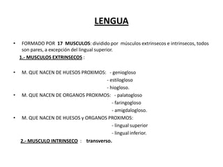 LENGUA
•

FORMADO POR 17 MUSCULOS: dividido por músculos extrinsecos e intrinsecos, todos
son pares, a excepción del lingual superior.
1.- MUSCULOS EXTRINSECOS :

•

M. QUE NACEN DE HUESOS PROXIMOS: - geniogloso
- estilogloso
- hiogloso.
M. QUE NACEN DE ORGANOS PROXIMOS: - palatogloso
- faringogloso
- amigdalogloso.
M. QUE NACEN DE HUESOS y ORGANOS PROXIMOS:
- lingual superior
- lingual inferior.
2.- MUSCULO INTRINSECO : transverso.

•

•

 