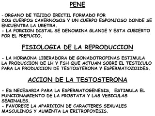 PENE
- ORGANO DE TEJIDO ERECTIL FORMADO POR
DOS CUERPOS CAVERNOSOS Y UN CUERPO ESPONJOSO DONDE SE
ENCUENTRA LA URETRA.
- LA PORCION DISTAL SE DENOMINA GLANDE Y ESTA CUBIERTO
POR EL PREPUCIO.

FISIOLOGIA DE LA REPRODUCCION
- LA HORMONA LIBERADORA DE GONADOTROPINAS ESTIMULA
LA PRODUCCION DE LH Y FSH QUE ACTUAN SOBRE EL TESTICULO
PARA LA PRODUCCION DE TESTOSTERONA Y ESPERMATOZOIDES.

ACCION DE LA TESTOSTERONA
- ES NECESARIA PARA LA ESPERMATOGENESIS, ESTIMULA EL
FUNCIONAMIENTO DE LA PROSTATA Y LAS VESICULAS
SEMINALES.
- FAVORECE LA APARICION DE CARACTERES SEXUALES
MASCULINOS Y AUMENTA LA ERITROPOYESIS.

 
