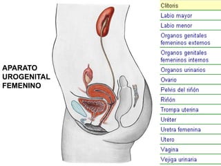 APARATO
UROGENITAL
FEMENINO

 