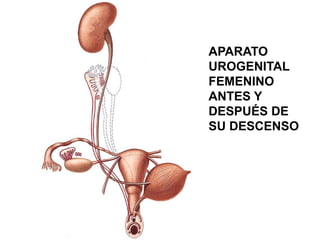 APARATO
UROGENITAL
FEMENINO
ANTES Y
DESPUÉS DE
SU DESCENSO

 