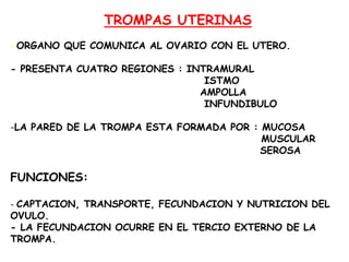TROMPAS UTERINAS
- ORGANO QUE COMUNICA AL OVARIO CON EL UTERO.

- PRESENTA CUATRO REGIONES : INTRAMURAL
ISTMO
AMPOLLA
INFUNDIBULO
-LA PARED DE LA TROMPA ESTA FORMADA POR : MUCOSA
MUSCULAR
SEROSA

FUNCIONES:
- CAPTACION, TRANSPORTE, FECUNDACION Y NUTRICION DEL

OVULO.
- LA FECUNDACION OCURRE EN EL TERCIO EXTERNO DE LA
TROMPA.

 