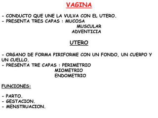 VAGINA
- CONDUCTO QUE UNE LA VULVA CON EL UTERO.
- PRESENTA TRES CAPAS : MUCOSA
MUSCULAR
ADVENTICIA

UTERO
- ORGANO DE FORMA PIRIFORME CON UN FONDO, UN CUERPO Y
UN CUELLO.
- PRESENTA TRE CAPAS : PERIMETRIO
MIOMETRIO
ENDOMETRIO
FUNCIONES:
- PARTO.
- GESTACION.
- MENSTRUACION.

 