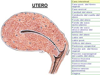 UTERO

 
