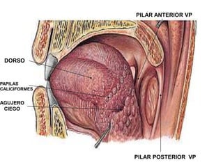 PILAR ANTERIOR VP

DORSO

PAPILAS
CALICIFORMES

AGUJERO
CIEGO

PILAR POSTERIOR VP

 