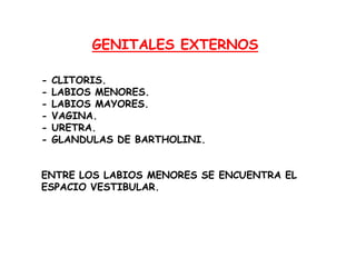 GENITALES EXTERNOS
-

CLITORIS.
LABIOS MENORES.
LABIOS MAYORES.
VAGINA.
URETRA.
GLANDULAS DE BARTHOLINI.

ENTRE LOS LABIOS MENORES SE ENCUENTRA EL
ESPACIO VESTIBULAR.

 