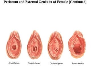 Sistema digestivo y urogenitales