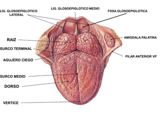 LIG. GLOSOEPIGLOTICO
LATERAL

RAIZ

LIG. GLOSOEPIGLOTICO MEDIO

FOSA GLOSOEPIGLOTICA

AMIGDALA PALATINA

SURCO TERMINAL
PILAR ANTERIOR VP

AGUJERO CIEGO

SURCO MEDIO

DORSO

VERTICE

 