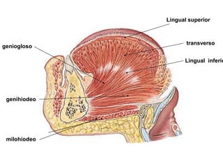 Lingual superior

geniogloso

transverso

Lingual inferio

genihiodeo

milohiodeo

 