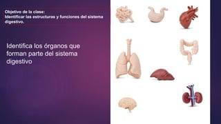 Identifica los órganos que
forman parte del sistema
digestivo
Objetivo de la clase:
Identificar las estructuras y funciones del sistema
digestivo.
 