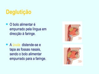 Deglutição  O bolo alimentar é empurrado pela língua em direcção à faringe. A  úvula   distende-se e tapa as fossas nasais, sendo o bolo alimentar empurrado para a faringe. 