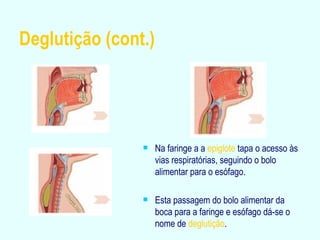 Deglutição (cont.) Na faringe a a  epiglote  tapa o acesso às vias respiratórias, seguindo o bolo alimentar para o esófago. Esta passagem do bolo alimentar da boca para a faringe e esófago dá-se o nome de  deglutição . 