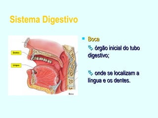 Sistema Digestivo Boca    órgão inicial do tubo  digestivo;    onde se localizam a língua e os dentes. 
