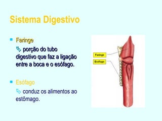 Sistema Digestivo Faringe    porção do tubo digestivo que faz a ligação entre a boca e o esófago. Esófago    conduz os alimentos ao estômago. 