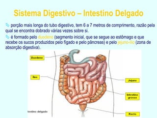    porção mais longa do tubo digestivo, tem 6 a 7 metros de comprimento, razão pela qual se encontra dobrado várias vezes sobre si.    é formado pelo   duodeno   (segmento inicial, que se segue ao estômago e que recebe os sucos produzidos pelo fígado e pelo pâncreas) e pelo   jejuno-ílio  (zona de absorção digestiva). Sistema Digestivo – Intestino Delgado 