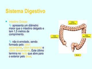 Sistema Digestivo Intestino Grosso    apresenta um diâmetro maior que o intestino delgado e tem 1,5 metros de comprimento.    não é enrolado, sendo formado pelo  cólon ascendente ,  cólon transverso  e  cólon descendente . Este último termina no  recto  que abre para   o exterior pelo  ânus . 