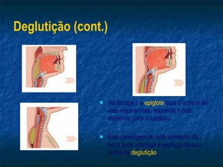 Deglutição (cont.) Na faringe a a  epiglote  tapa o acesso às vias respiratórias, seguindo o bolo alimentar para o esófago. Esta passagem do bolo alimentar da boca para a faringe e esófago dá-se o nome de  deglutição . 