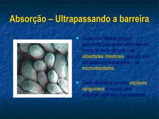 Absorção – Ultrapassando a barreira Cada uma dessas pregas apresenta pequenas saliências em forma de dedo de luva – as  vilosidades intestinais , que por sua vez possuem expansões – as  microvilosidades. Cada vilosidade contém  capilares sanguíneos  e realiza uma absorção   selectiva dos alimentos. 