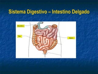 Sistema Digestivo – Intestino Delgado 
