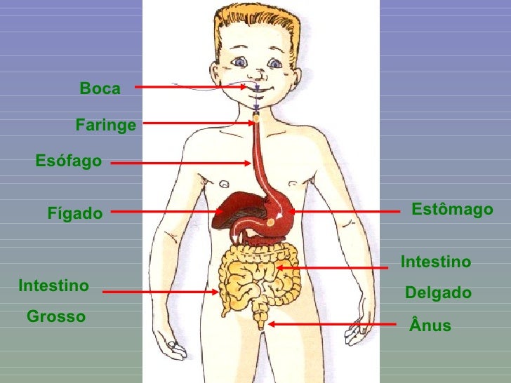 SISTEMA DIGESTIVO Pequenos curiosos