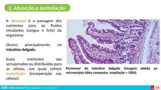 Ciências Naturais 9.º ano | Capítulo 2.3 – Sistema digestivo
A absorção é a passagem dos
nutrientes para os fluidos
circulantes (sangue e linfa) do
organismo.
Ocorre, principalmente, no
intestino delgado.
Esses nutrientes são
armazenados ou distribuídos para
as células, nas quais sofrem
assimilação (incorporação nas
células).
3. Absorção e assimilação
Pormenor do intestino delgado (imagem obtida ao
microscópio ótico composto; ampliação = 100x).
 