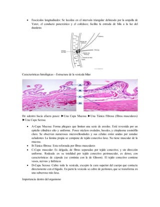  Fascículos longitudinales: Se localiza en el intervalo triangular delineado por la ampolla de
Vater, el conducto pancreático y el colédoco; facilita la entrada de bilis a la luz del
duodeno.
Características histológicas - Estructura de la vesícula biliar
De adentro hacia afuera posee: ►Una Capa Mucosa ►Una Túnica Fibrosa (fibras musculares)
►Una Capa Serosa
 A-Capa Mucosa: Forma pliegues que limitan una serie de areolas. Está revestida por un
epitelio cilíndrico alto y uniforme. Posee núcleos ovalados, basales, y citoplasma eosinófilo
claro. Se observan numerosas microvellosidades y sus células están unidas por zonulae
ocludentes La lámina propia se compone de tejido conectivo laxo. No tiene muscular de la
mucosa.
 B-Túnica fibrosa: Esta reforzada por fibras musculares
 C-Capa muscular: Es delgada, de fibras separadas por tejido conectivo, y sin dirección
uniforme. Rodeada en su totalidad por tejido conectivo perimuscular, es denso, con
características de cápsula (se continúa con la de Glisson). El tejido conectivo contiene
vasos, nervios y linfáticos
 D-Capa Serosa: Cubre toda la vesícula, excepto la cara superior del cuerpo que contacta
directamente con el hígado. En parte la vesícula se cubre de peritoneo, que se transforma en
una subserosa más laxa.
Importancia dentro del organismo
 