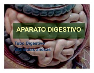 APARATO DIGESTIVO
APARATO DIGESTIVO
Tubo Digestivo
Tubo Digestivo
Glándulas anexas
Glándulas anexas
 