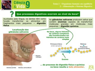 Que processos digestivos ocorrem ao nível da boca?
Localização das
glândulas salivares
Auxiliados pela língua, os dentes têm como
função transformar os alimentos em
fragmentos mais pequenos – digestão
física.
As glândulas salivares produzem saliva que
contém enzimas capazes de transformar
moléculas grandes em moléculas mais
pequenas – digestão química.
Enzima
… do processo de digestão física e química
na boca resulta o bolo alimentar.
Tema 2 – Organismo humano em equilíbrio
2 – Alimentação e Sistema Digestivo
Na boca, alguns hidratos
de carbono complexos
são transformados em
hidratos de carbono mais
simples
 