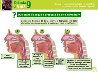 Que etapa se segue à produção do bolo alimentar?
Depois da digestão da boca ocorre a deglutição do bolo
alimentar, que corresponde à passagem para o esófago.
Bolo
alimentar
A entrada do
esófago
encontra-se
fechada.
A língua
empurra o
bolo
alimentar
para o
esófago
O esófago
encontra-
-se aberto
A faringe
está
fechada
Quando o bolo alimentar
atinge o esófago, iniciam-
se os movimentos
peristálticos que o vão
conduzir até ao estômago
Tema 2 – Organismo humano em equilíbrio
2 – Alimentação e Sistema Digestivo
1 2 3
 