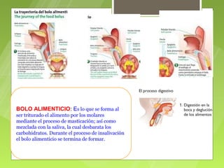 BOLO ALIMENTICIO: Es lo que se forma al
ser triturado el alimento por los molares
mediante el proceso de masticación; así como
mezclada con la saliva, la cual desbarata los
carbohidratos. Durante el proceso de insalivación
el bolo alimenticio se termina de formar.
 