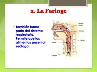 2. La Faringe

 También  forma
 parte del sistema
 respiratorio.
 Permite que los
 alimentos pasen al
 esófago.
 