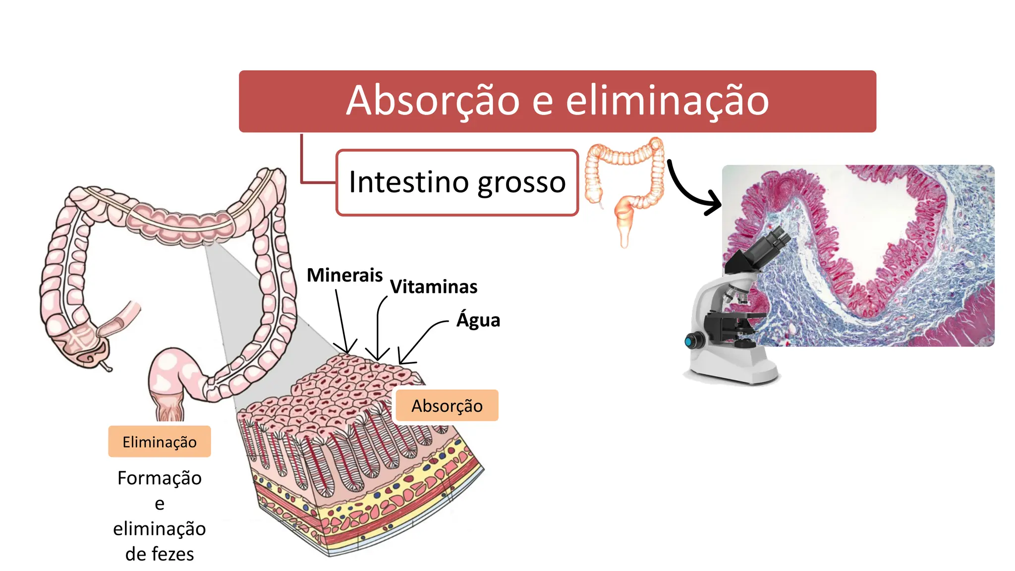 Sistema digestivo e absorção de nutrientes | PDF