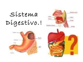 Sistema
Digestivo.!
 