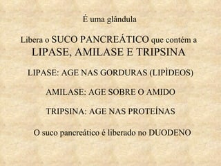 É uma glândula Libera o  SUCO PANCREÁTICO  que contém a  LIPASE, AMILASE E TRIPSINA LIPASE: AGE NAS GORDURAS (LIPÌDEOS) AMILASE: AGE SOBRE O AMIDO TRIPSINA: AGE NAS PROTEÍNAS O suco pancreático é liberado no DUODENO 