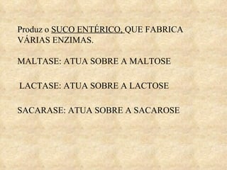 Produz o  SUCO ENTÉRICO,  QUE FABRICA VÁRIAS ENZIMAS. MALTASE: ATUA SOBRE A MALTOSE LACTASE: ATUA SOBRE A LACTOSE SACARASE: ATUA SOBRE A SACAROSE 