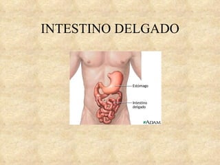 INTESTINO DELGADO 