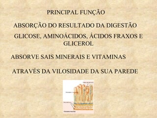 PRINCIPAL FUNÇÃO ABSORÇÃO DO RESULTADO DA DIGESTÃO GLICOSE, AMINOÁCIDOS, ÁCIDOS FRAXOS E GLICEROL ABSORVE SAIS MINERAIS E VITAMINAS ATRAVÉS DA VILOSIDADE DA SUA PAREDE 