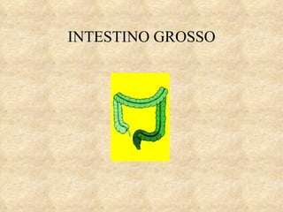 INTESTINO GROSSO 