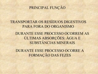 PRINCIPAL FUNÇÃO TRANSPORTAR OS RESÍDUOS DIGESTIVOS PARA FORA DO ORGANISMO DURANTE ESSE PROCESSO OCORREM AS ÚLTIMAS ABSORÇÕES: ÁGUA E SUBSTÂNCIAS MINERAIS DURANTE ESSE PROCESSO OCORRE A FORMAÇÃO DAS FEZES 