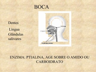 BOCA Dentes Língua Glândulas salivares ENZIMA: PTIALINA, AGE SOBRE O AMIDO OU CARBOIDRATO 