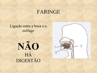 FARINGE Ligação entre a boca e o esôfago NÃO  HÁ DIGESTÃO 