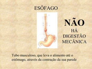ESÔFAGO Tubo musculoso, que leva o alimento até o estômago, através da contração da sua parede NÃO  HÁ DIGESTÃO MECÂNICA 