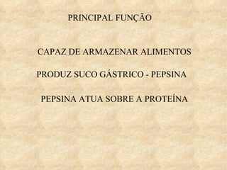 CAPAZ DE ARMAZENAR ALIMENTOS PRODUZ SUCO GÁSTRICO - PEPSINA PEPSINA ATUA SOBRE A PROTEÍNA PRINCIPAL FUNÇÃO 