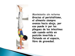 Movimiento sin retorno
Gracias al peristaltismo,
el alimento siempre
avanza hacia abajo, por
eso puede ir por los
pliegues de los intestinos
aún cuando estés en
posición invertida o
flotando en el espacio,
libre de gravedad.
 