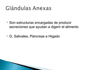  Son estructuras encargadas de producir
secreciones que ayudan a digerir el alimento
 G. Salivales, Páncreas e Hígado
 