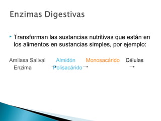  Transforman las sustancias nutritivas que están en
los alimentos en sustancias simples, por ejemplo:
Amilasa Salival Almidón Monosacárido Células
Enzima Polisacárido
 