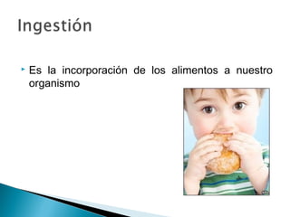  Es la incorporación de los alimentos a nuestro
organismo
 