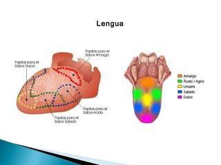Lengua
 